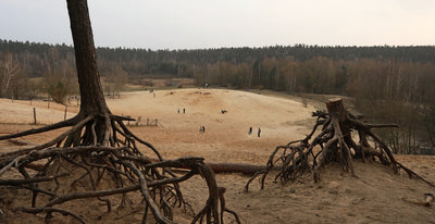 Sanddünen im Grunewald